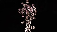 Ionopsis utricularioides