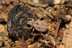 Strophosoma capitatum