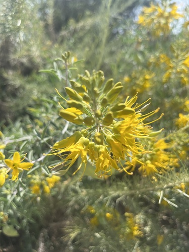 iNaturalist observation photo of Bladderpod