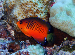 Mango Angelfish photo 1