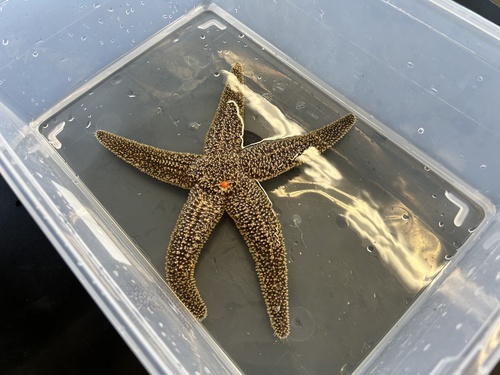 Forbes's Sea Star photographed in Rhode Island