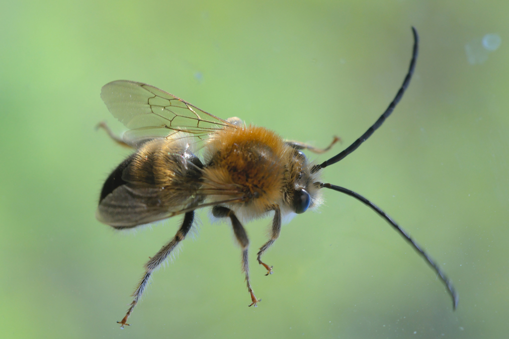 Tuberculate Long-horned Bee