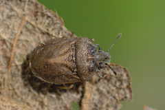 Podops inunctus