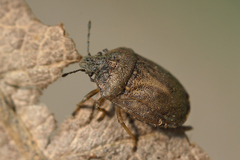Podops inunctus