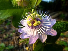 Passiflora foetida