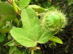 Passiflora foetida