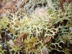 Cladonia multiformis