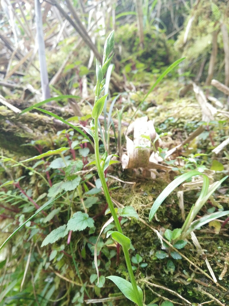 Platanthera formosana