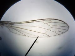 Dicranomyia brevivena