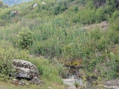 Thalictrum fendleri polycarpum