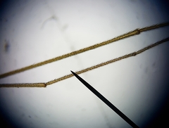 Dicranomyia brevivena