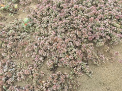 Chorizanthe cuspidata cuspidata