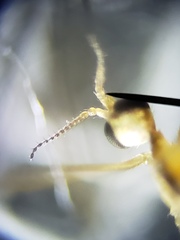 Dicranomyia brevivena