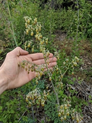 Thalictrum fendleri polycarpum