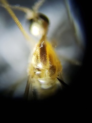 Dicranomyia brevivena