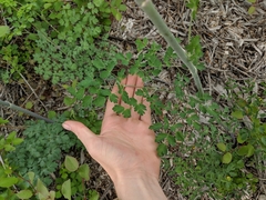Thalictrum fendleri polycarpum