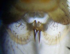 Dicranomyia brevivena