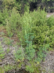 Thalictrum fendleri polycarpum