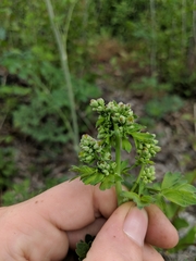 Thalictrum fendleri polycarpum