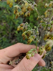 Thalictrum fendleri polycarpum