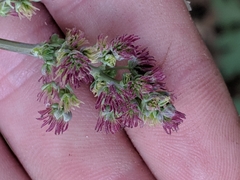 Thalictrum fendleri polycarpum