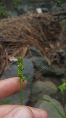Carex annectens