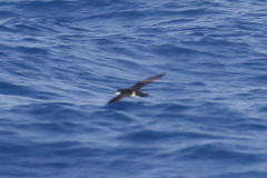 Puffinus lherminieri