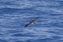 Puffinus lherminieri