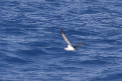 Puffinus lherminieri