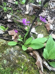 Primula fassettii