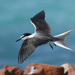 Bridled Tern - Photo (c) Donna Pomeroy, some rights reserved (CC BY-NC), uploaded by Donna Pomeroy