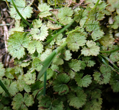 Hydrocotyle moschata parvifolia