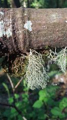 Usnea cornuta