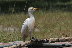Bubulcus ibis image