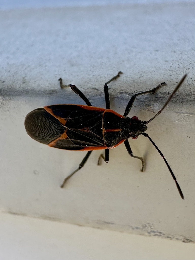 Bugs In Wisconsin Eastern Boxelder Bug from E Rusk Ave, Milwaukee, WI, US on May 19, 2024 ...