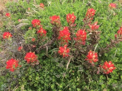 Castilleja wightii