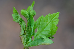 Dasineura irregularis