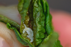 Dasineura irregularis