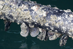 Isognomon alatus