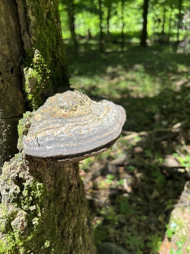 Southern Clam Shell (Fomes fasciatus)