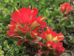 Castilleja wightii