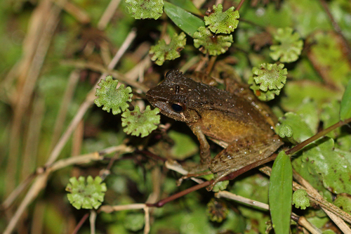 Tschenk's Madagascar Frog, Gephyromantis tschenki