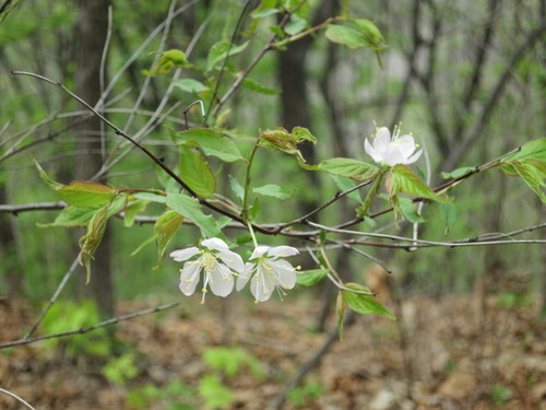 Prunus glandulosa, photograph 5