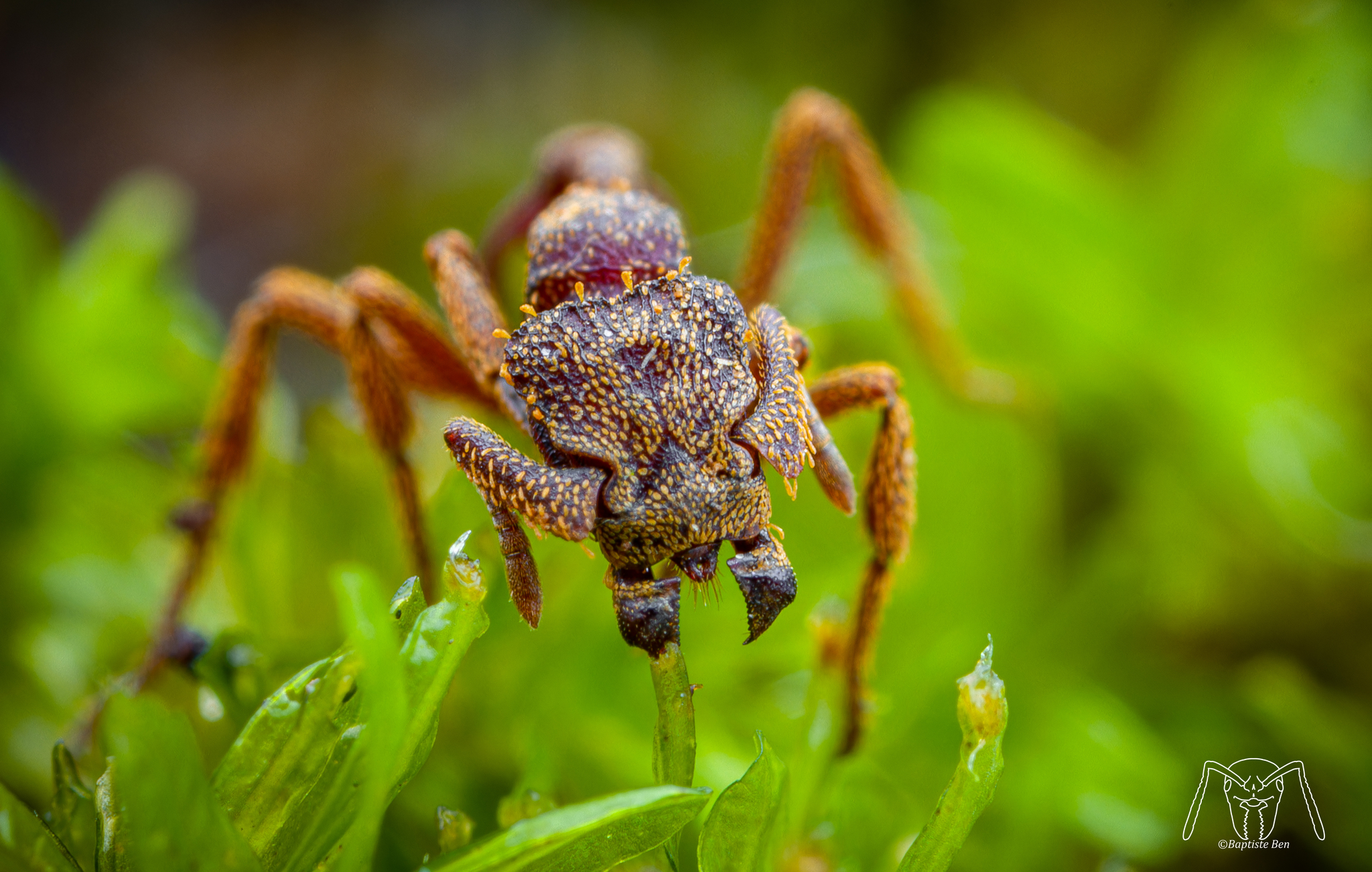 Basiceros scambognathus