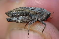 Tetrix bipunctata