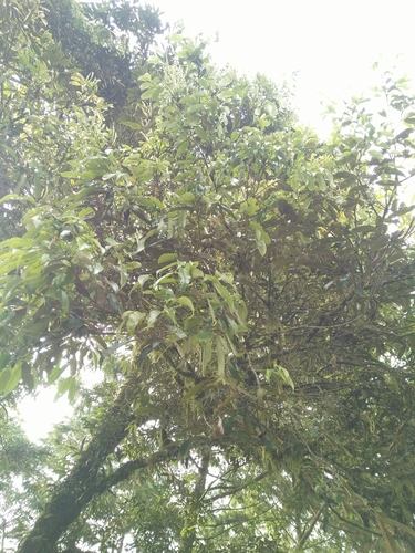 Castanopsis faberi (Castanopsis faberi)