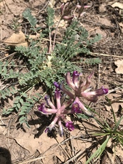 Astragalus tephrodes