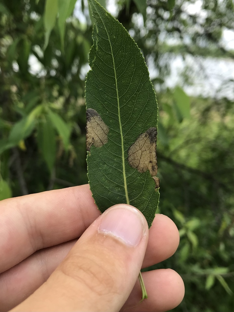 Fenusella wuestneii