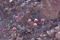 Eriogonum nortonii