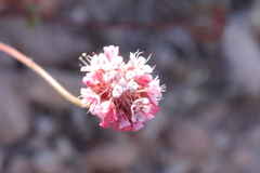 Eriogonum nortonii